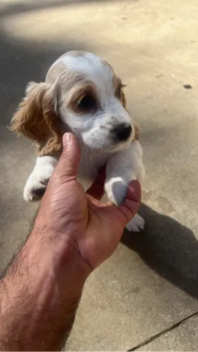 Coker spaniel