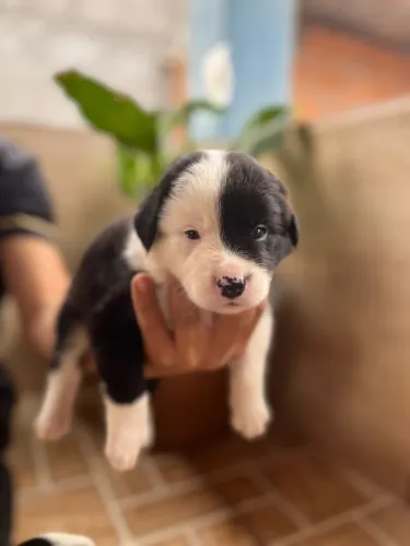 Border collies