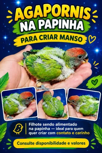 Disponível 350$