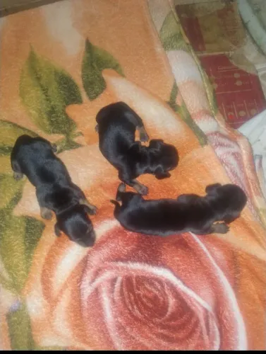 Vendas de cachorrinhos salsichinhas Dachund hound ZAP *38