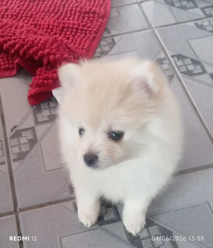 Cachorro 