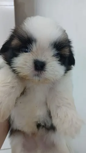 Shih Tzu fêmea/macho