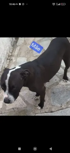 Filhotes de Pitbull fêmea e macho