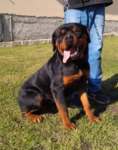 Filhote femea de rotweiller 