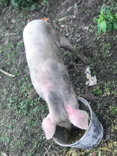 Leitoa 6 meses