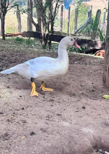 Patos
