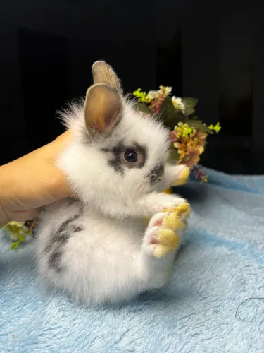 COELHO MINI LION
