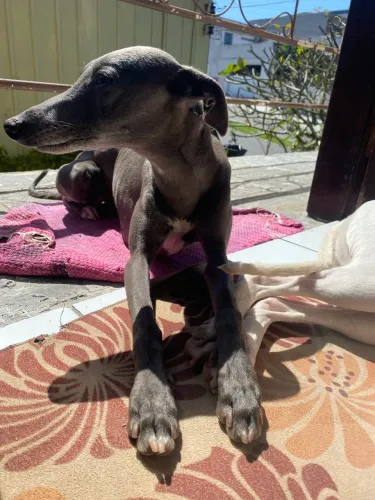 Whippet fêmea a procura Whippet macho para cruza