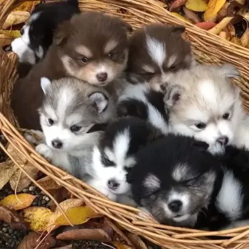 Pomsky 