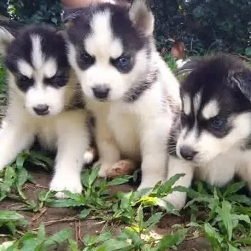 Filhotes de Husky Siberiano | Um olhar capaz de conquistar qualquer coração.