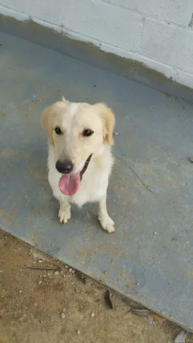 Cachorra fêmea para achar o dono ou adoção
