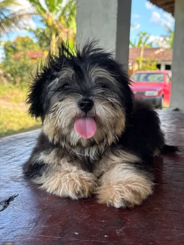Lindos lhasa Apso