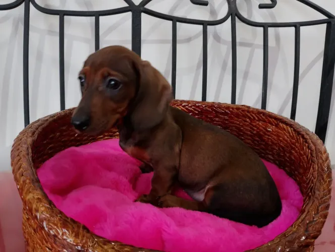 Lindos Filhotes de Dachshund