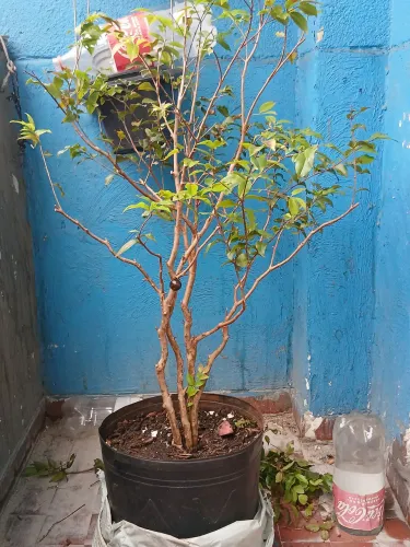 Vendo um pe de jabutica jovem!!!