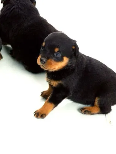 Rottweiler valente
