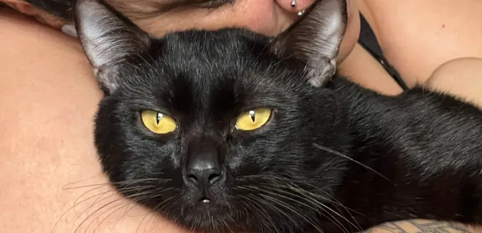 GATO PRETO PARA ADOÇÃO