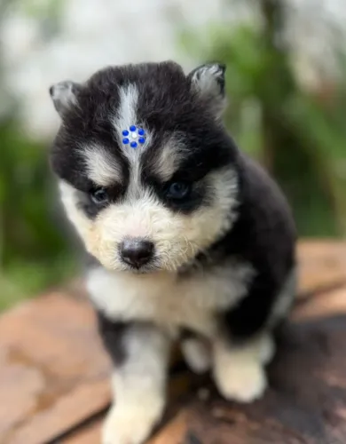 Filhotes de pomsky 