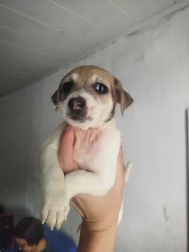 Cachorro para adoção