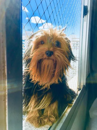 Yorkshire Terrier disponível para cruzamento ? troca por filhote