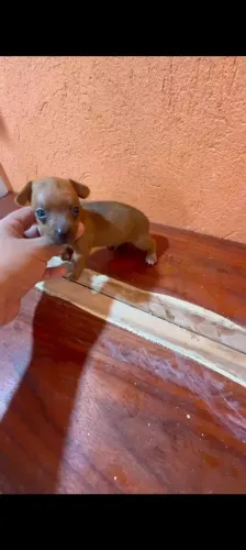 Cachorro pinscher micro zero