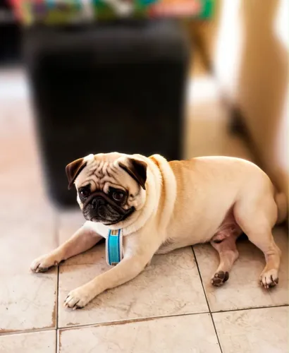Pug procura-se namorada