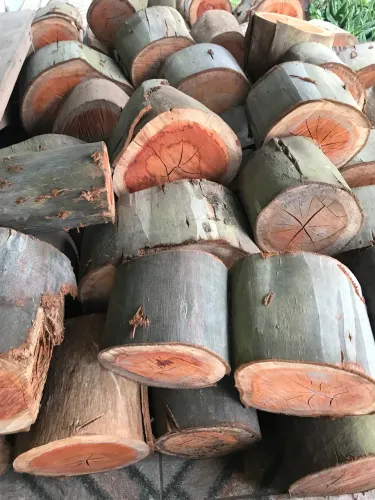 Tronco de Eucaliptos.