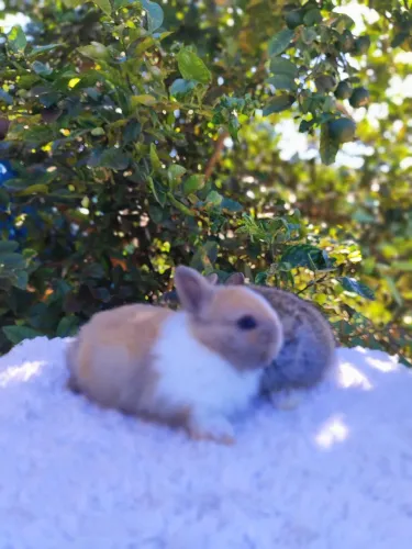 Coelho Netherland Dwarf - Anão Holandês