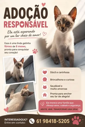 Gata para adoção