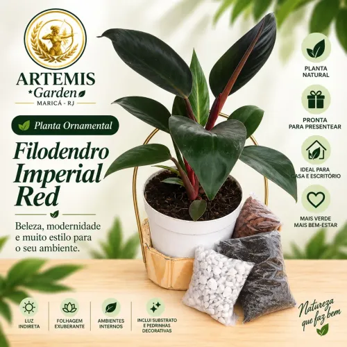 Kit de plantas para presentear 