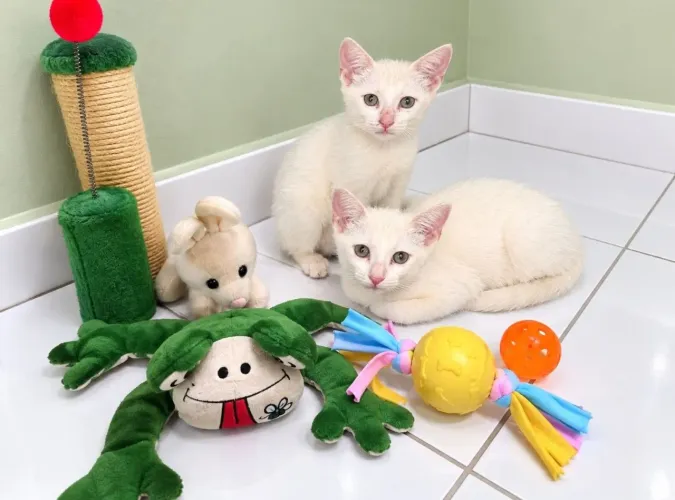 Gatinhos