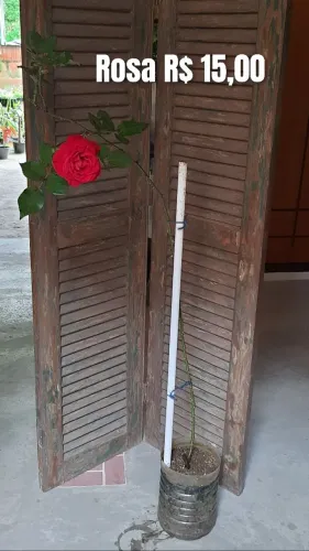 Muda de rosa