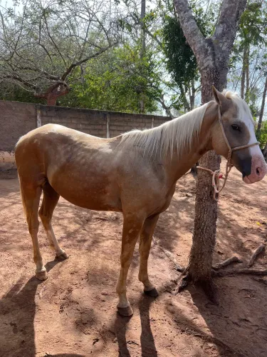 VENDO QUARTO DE MILHA 3 anos e meio 
