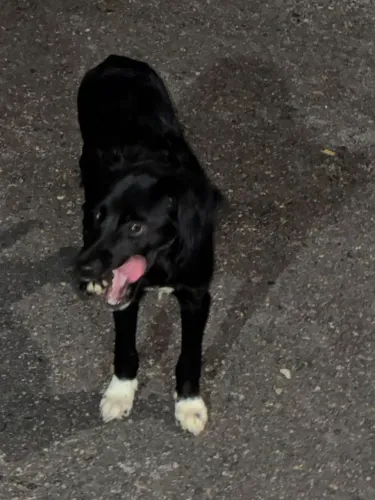 Doação de cachorro 