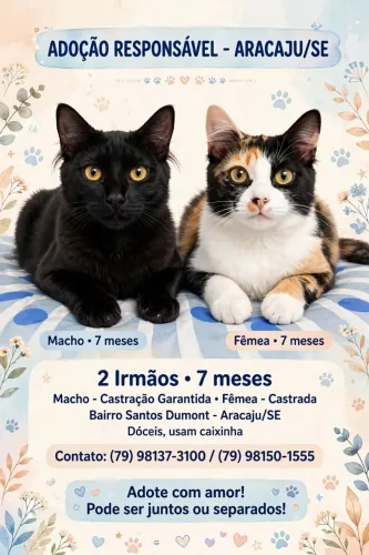 Felinos