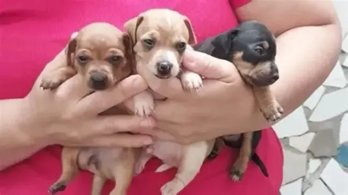 pinscher x chihuahua Respondo pelo 9.9751.6491