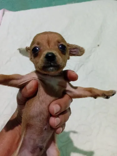 Pinscher macho 0 com 1