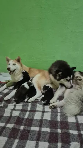 Husky Siberiano Adulto