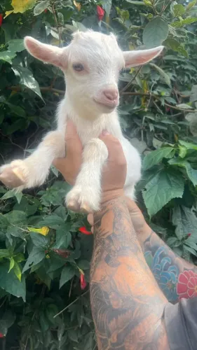 mini cabrito a venda super mansos dois machos bem branquinhos