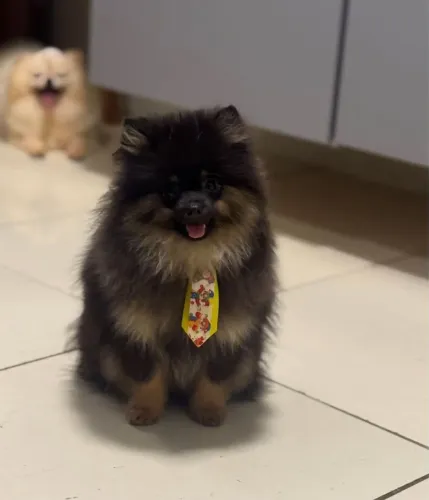 Vende-se lulu da pomerania