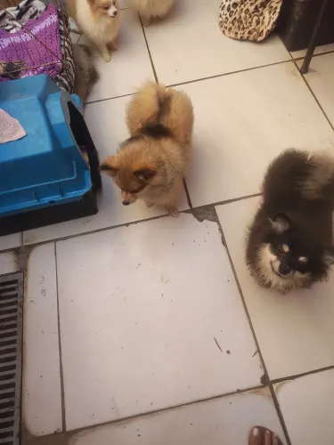 Machinho de Lulu na troca de pelos 5 meses com todas as vacinas importada vermífugado 