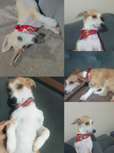 Estou doando duas cachorrinhas