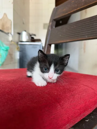 Gatinhos para doação