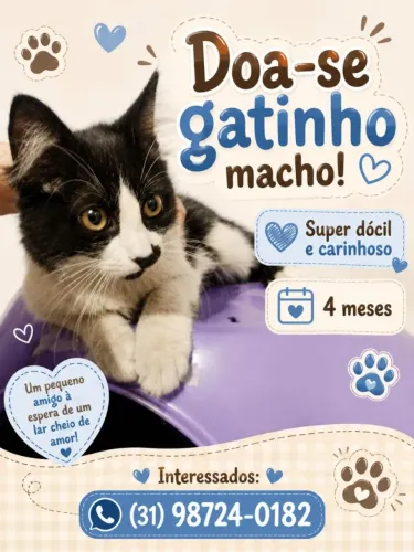 Gatinho para adoção