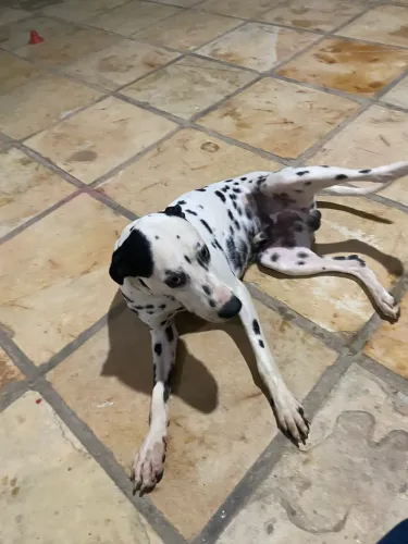 Doação - Dálmata puro - 1 ano