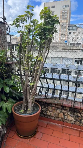 Planta com vaso de cerâmica