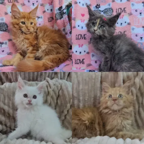 Maine Coon Filhotes - Gatil BSB Cat