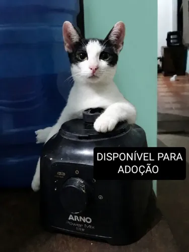 Gatos para doação responsável 