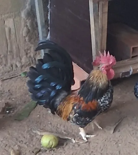 Troco ou vendo garnisé