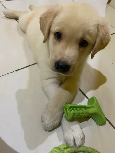 Vendo filhote de labrador