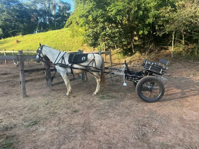 Cavalo
